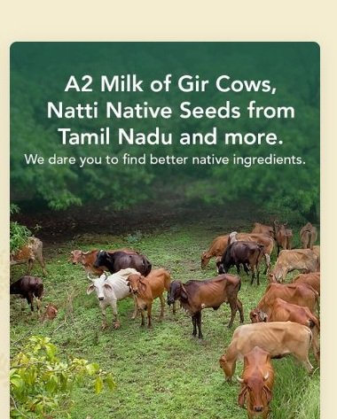 Gir cows grazing in lush fields